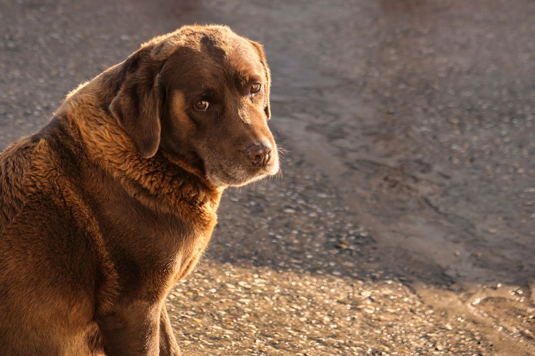 My Dog, Lara