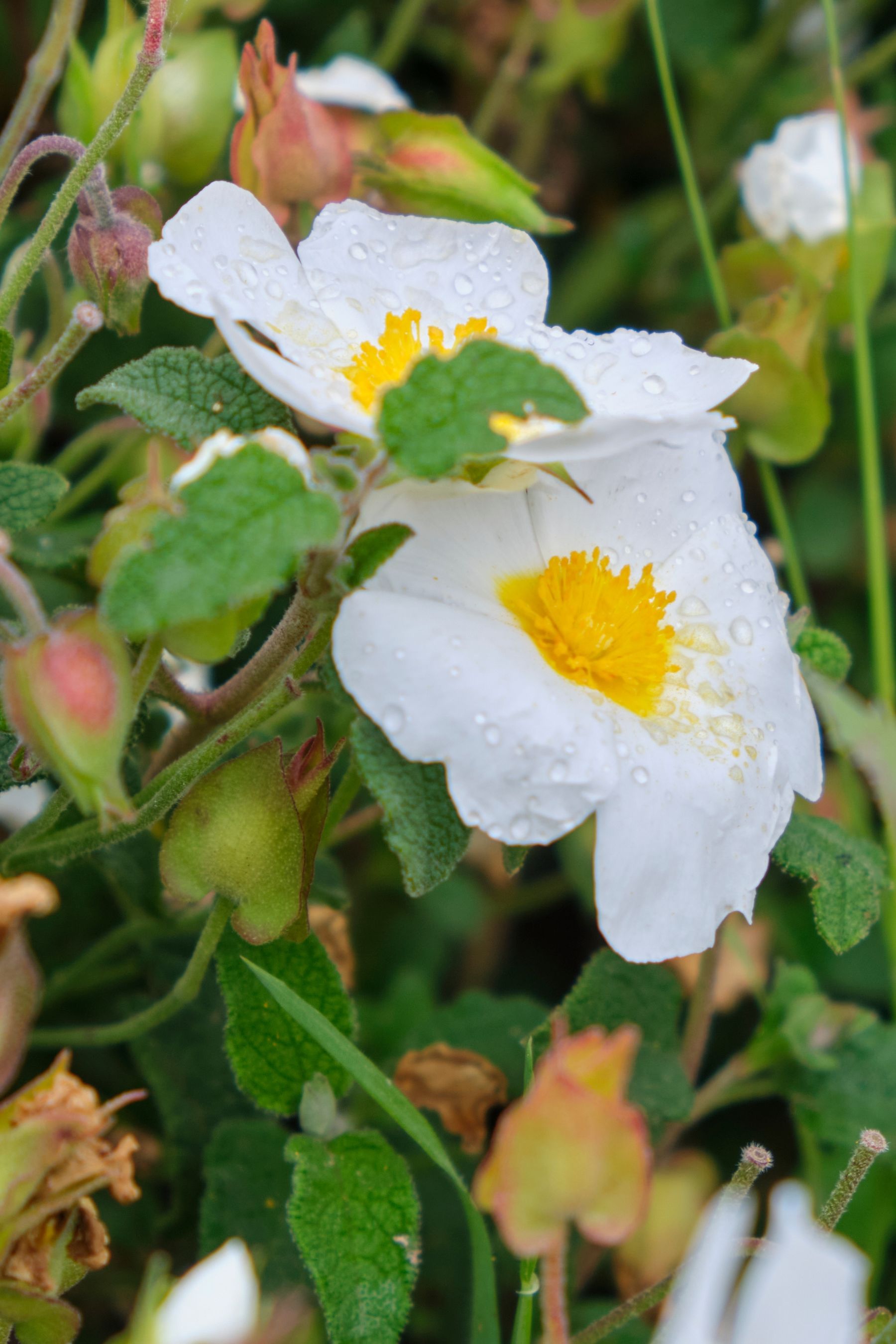 White Flower
