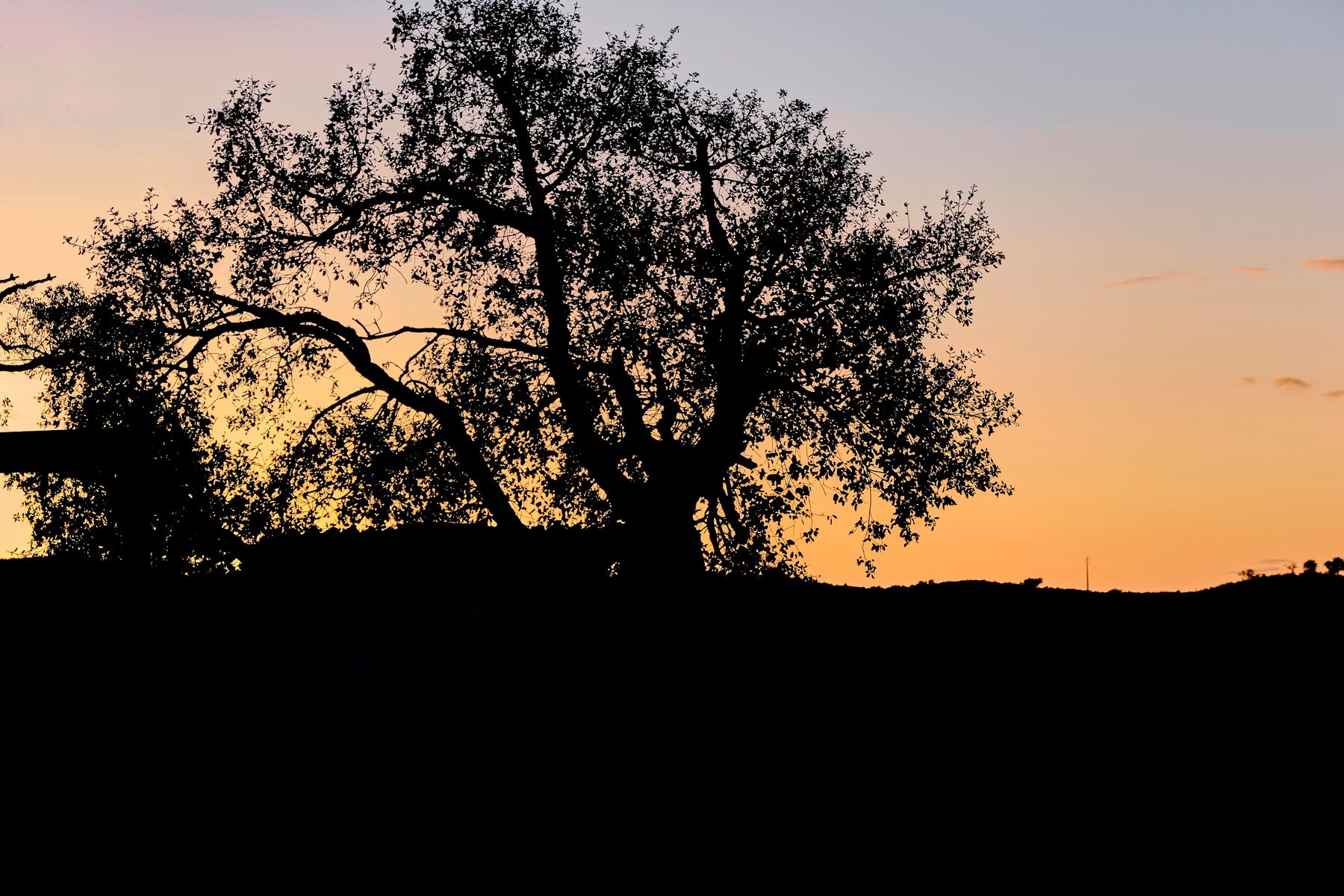 A Tree in the Sunset
