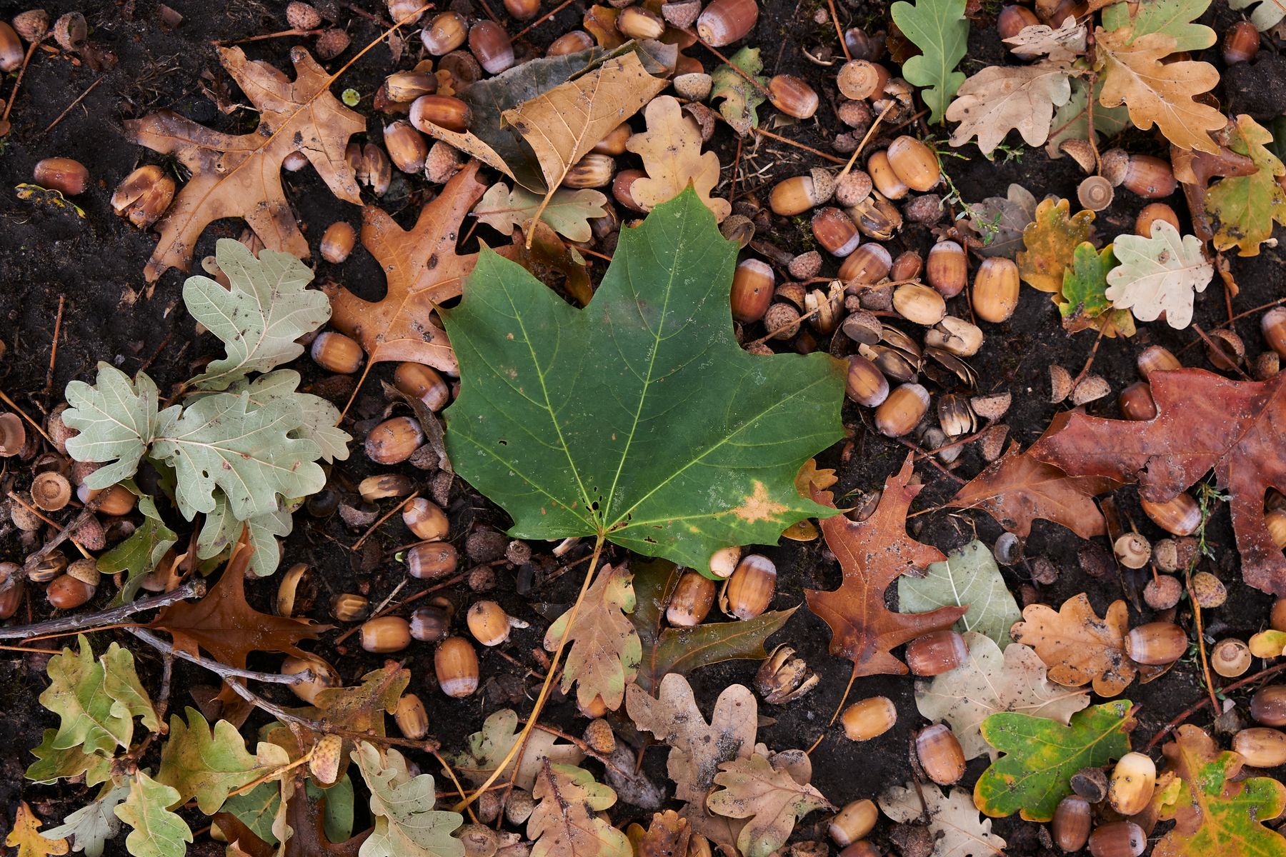 Lonely leaf Lonely Leafs