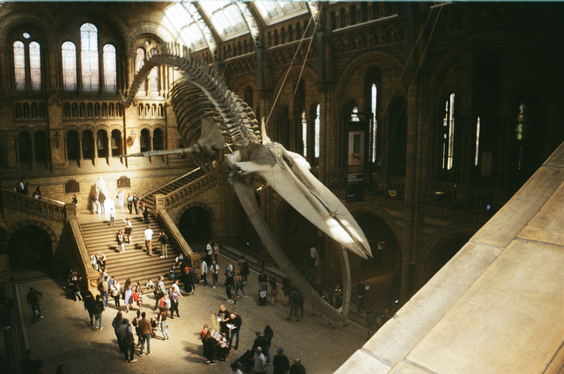 Dinosaur