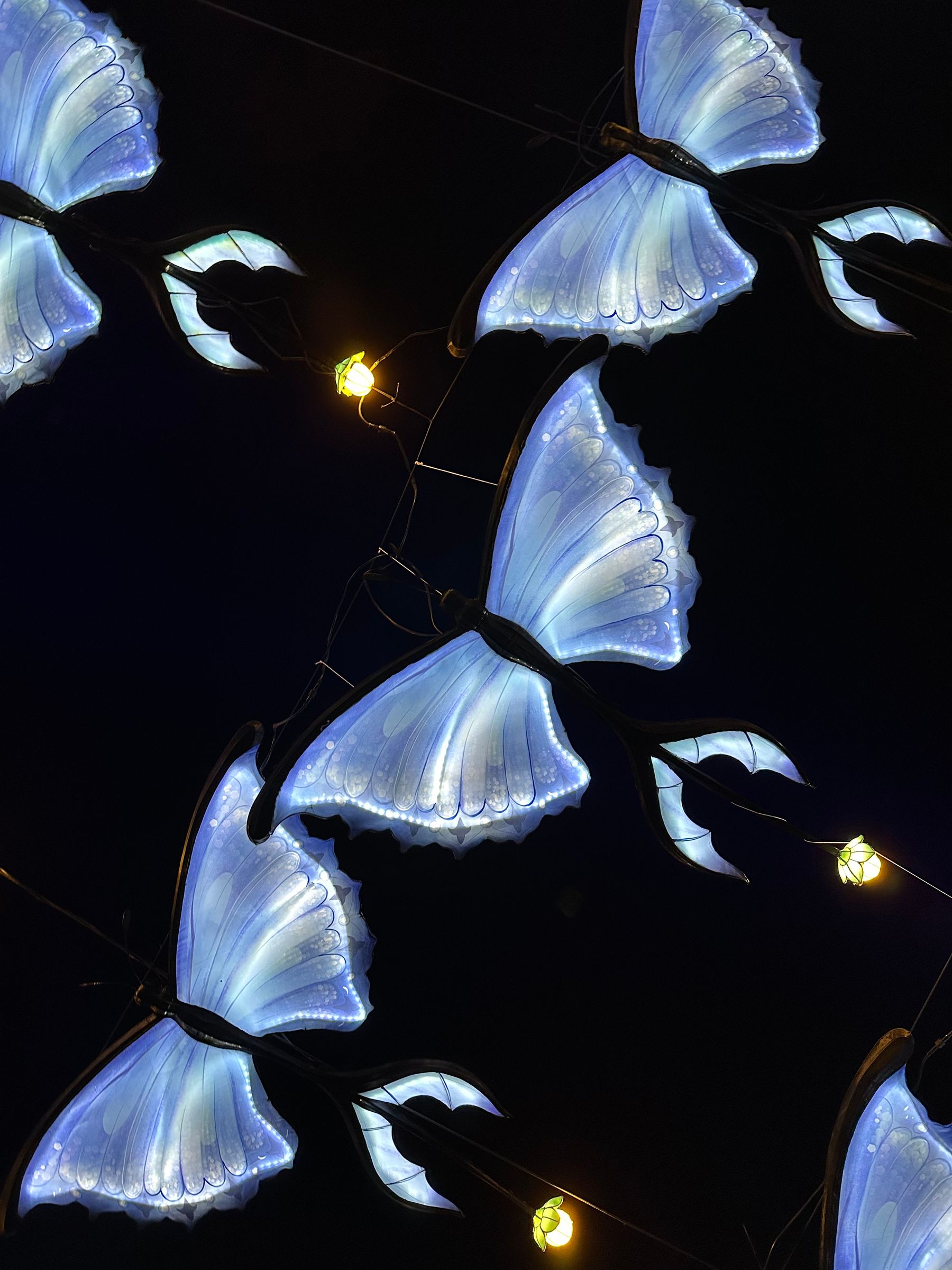 GLOW Festival Butterflies GLOW Festival Butterflies
