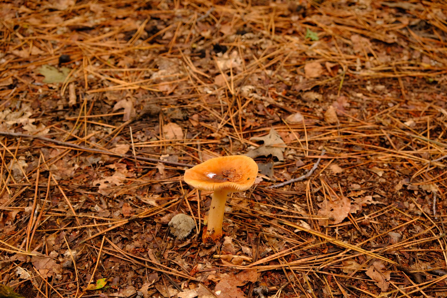 Lonely mushroom with a bit of water from the rain Lonely mushroom with a bit of water from the rain
