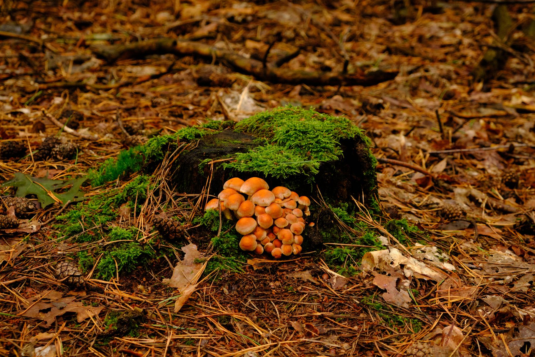 Mushrooms nest laying next to a tree trunk Mushrooms nest laying next to a tree trunk