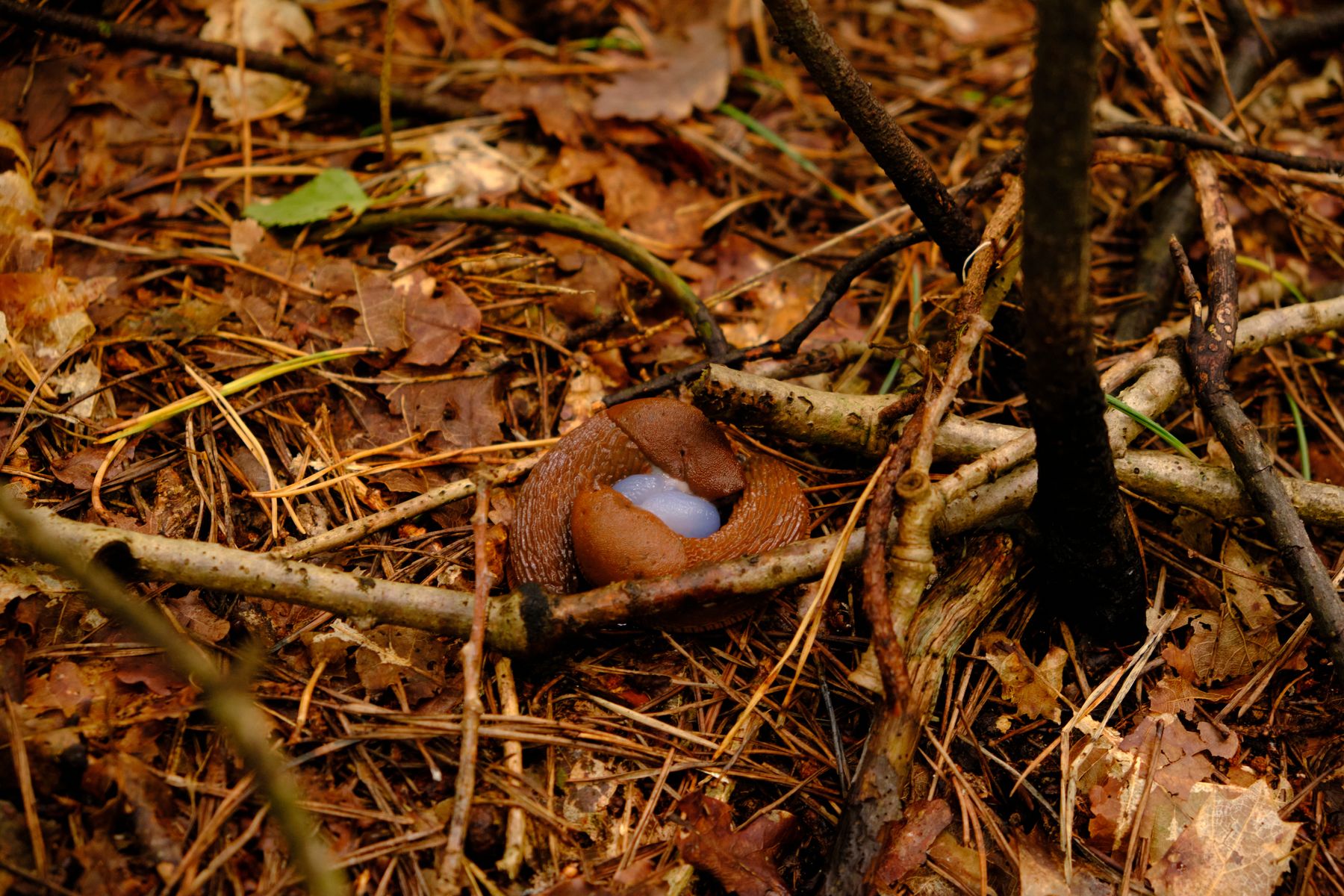 Slugs Slugs