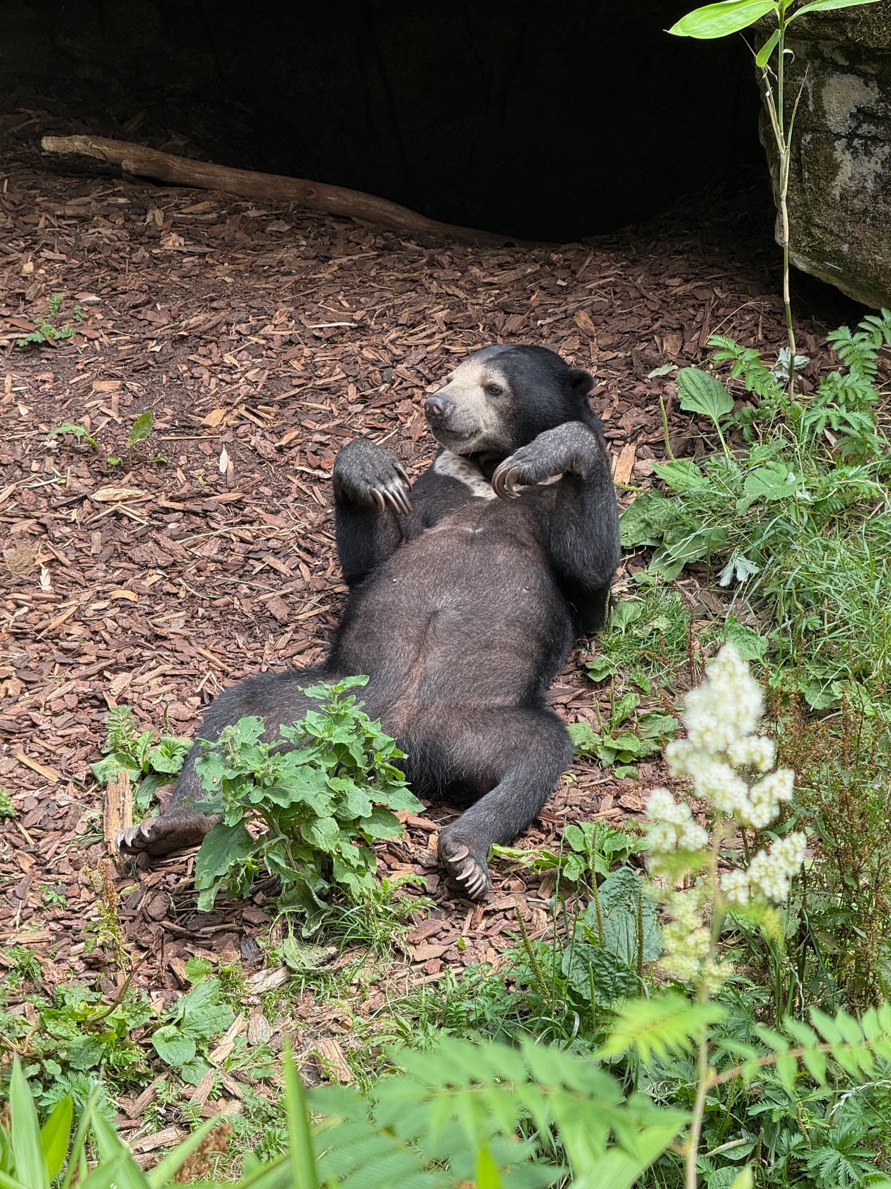 Lazy Bear