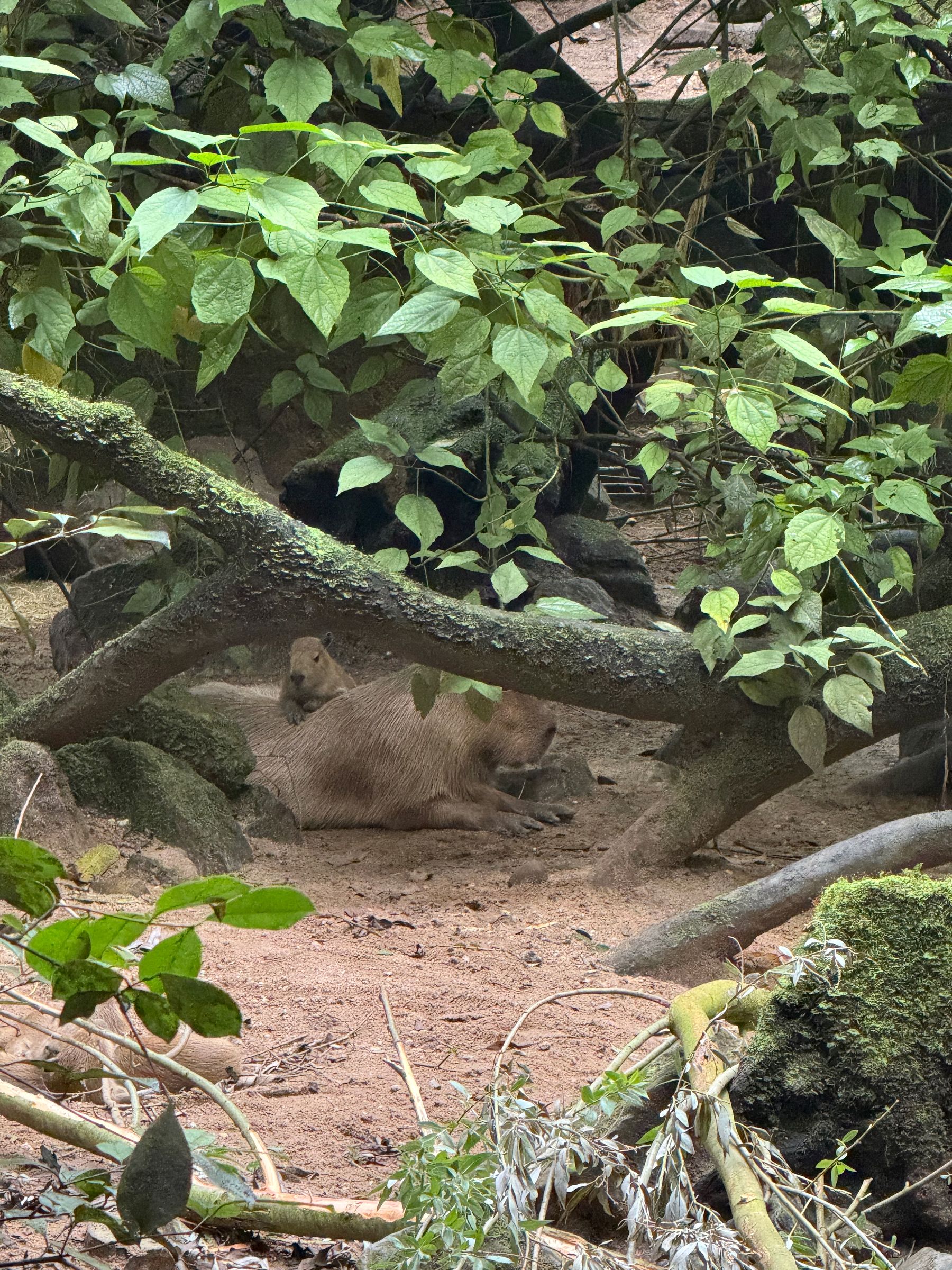 Sneaky Baby Capybara