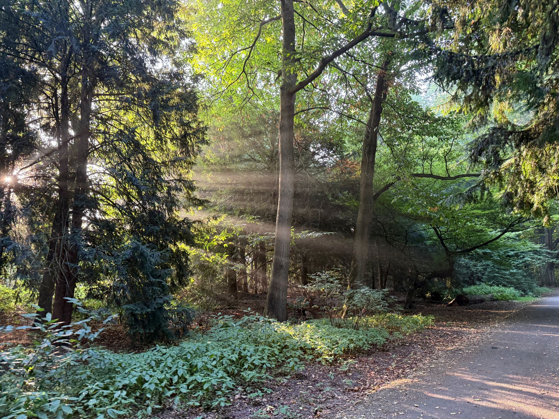 The Philips de Jongh Park in a Foggy Morning