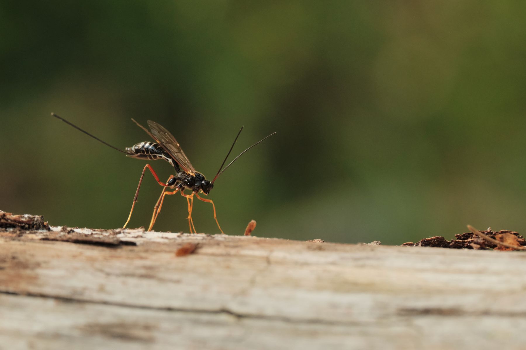 Secret Life of Insects Secret Life of Insects