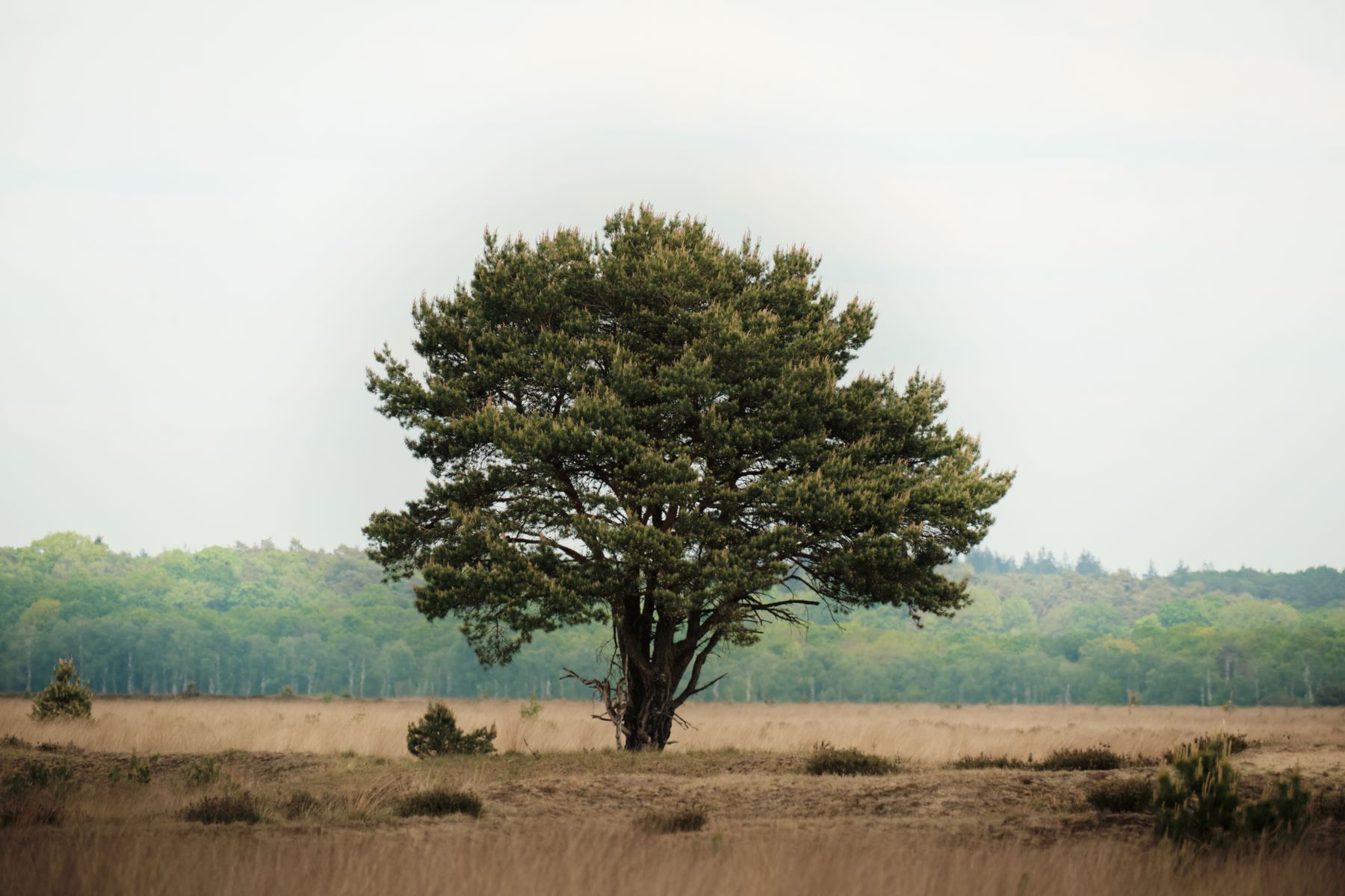 Heathland Trees Heathland Trees