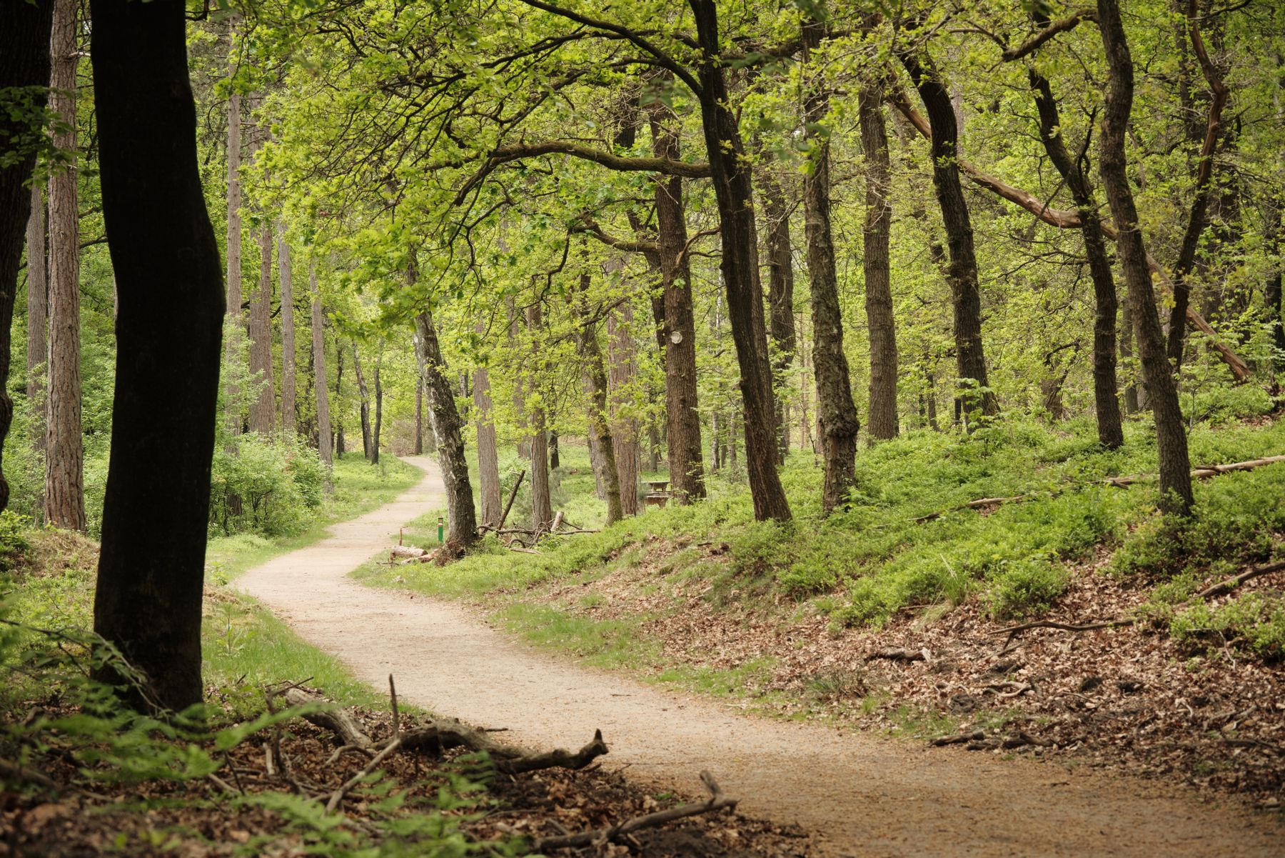 Winding Paths at the Hoge Veluwe