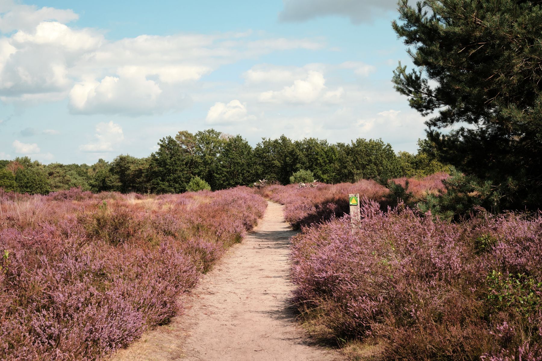 Blooming Heather