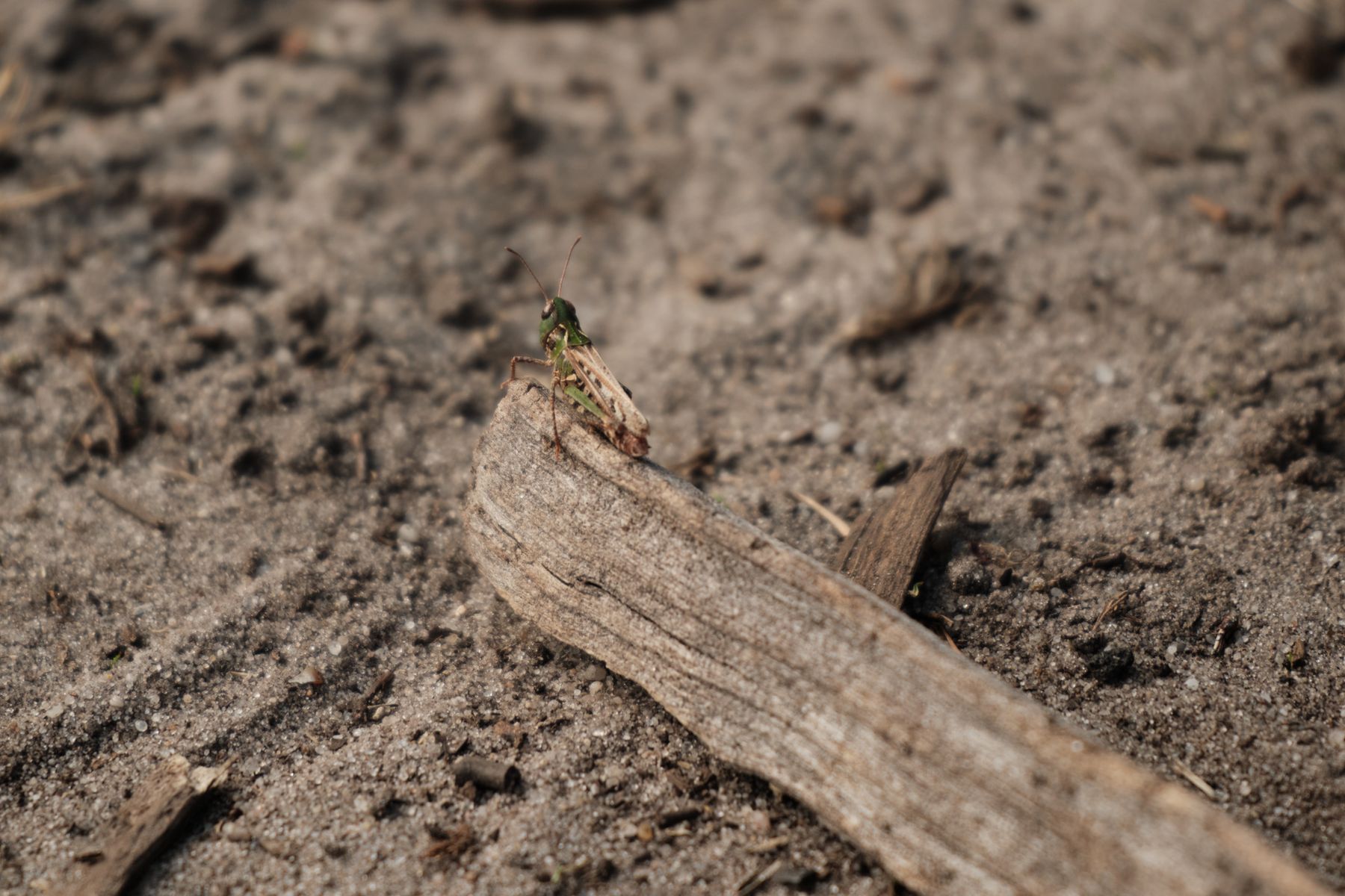 Secret Life of Insects II